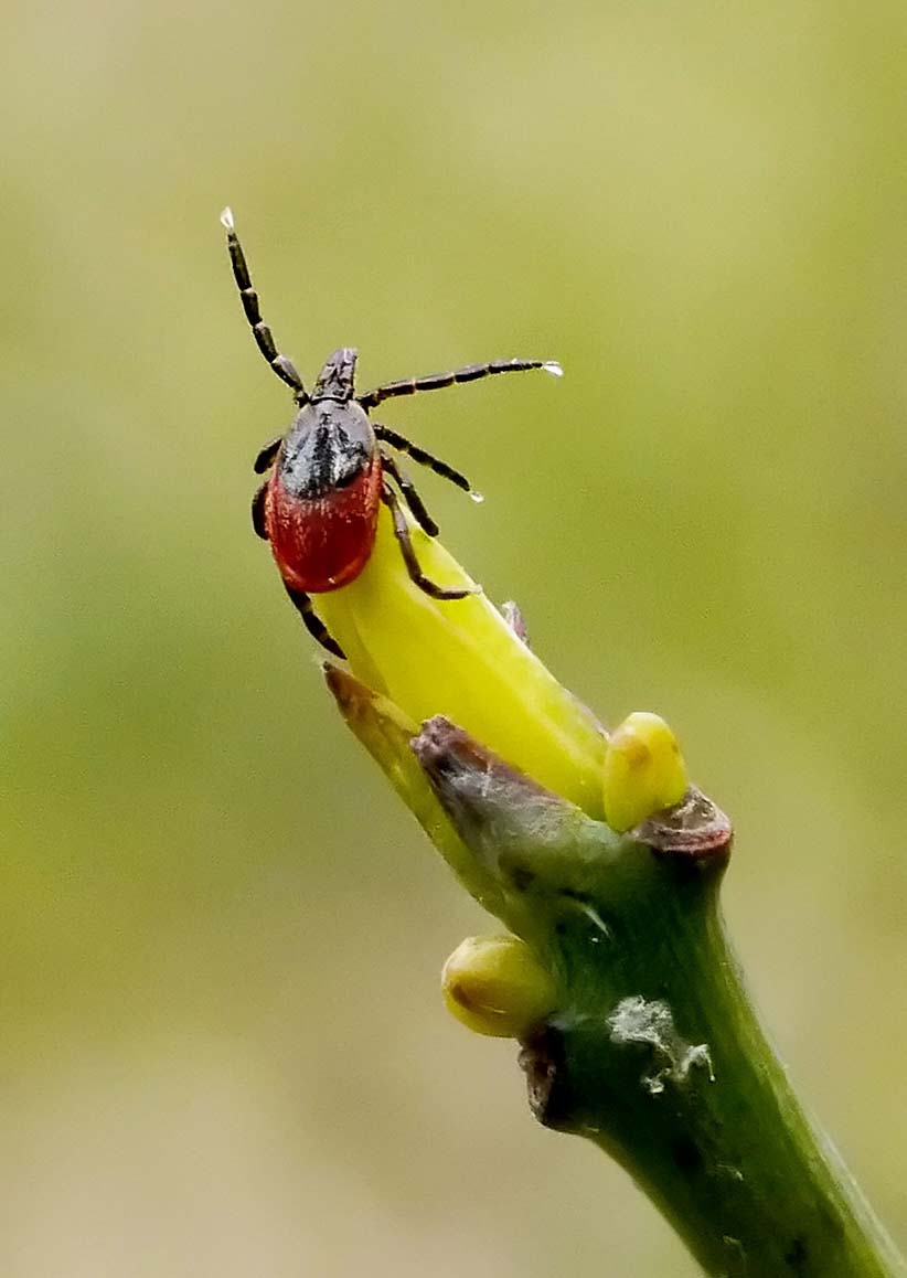 Female Black Legged Tick